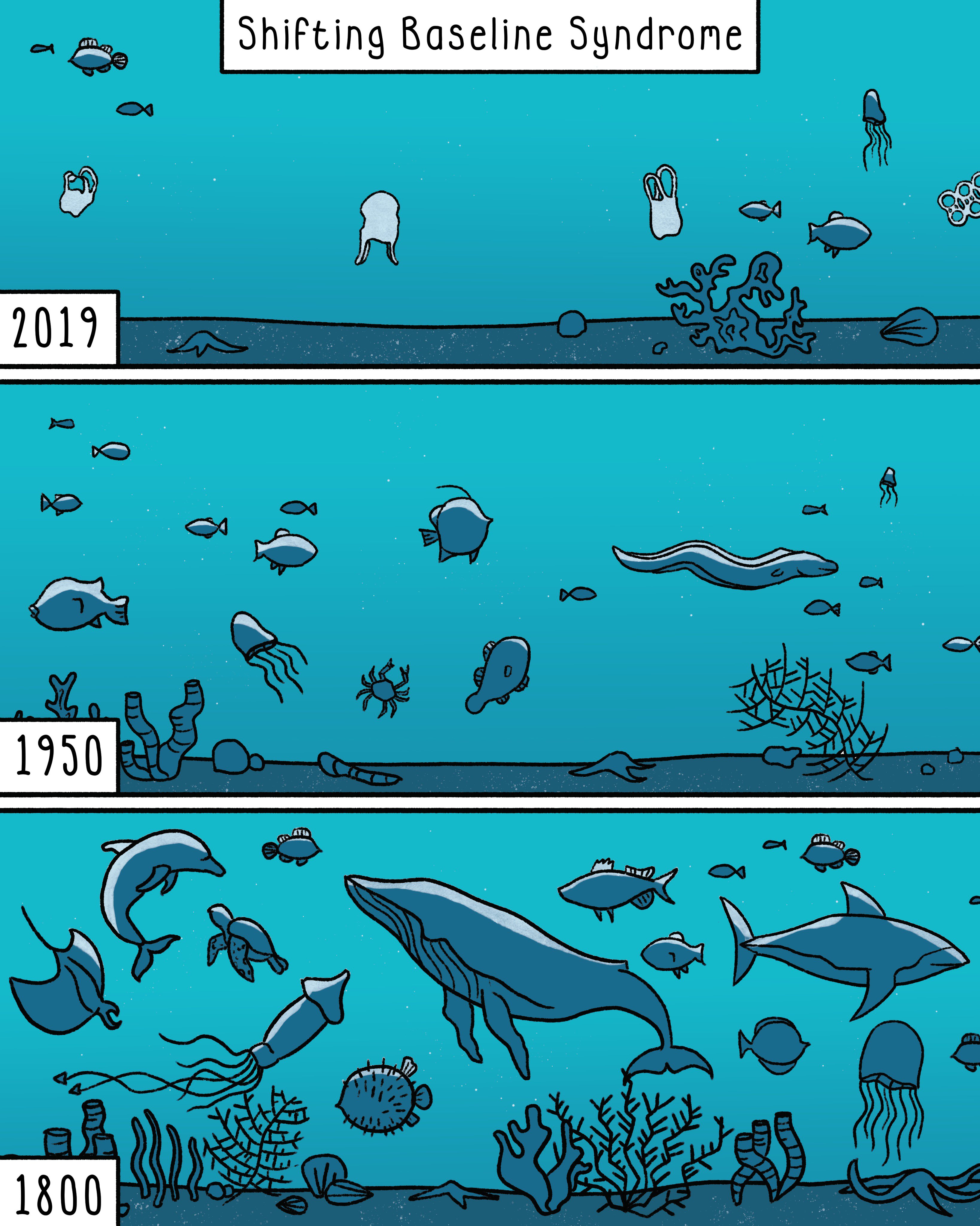 Illustration by Cameron Shepherd.