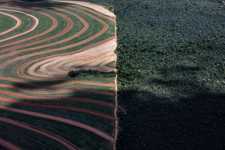 How Cheap Meat Destroys the Amazon  