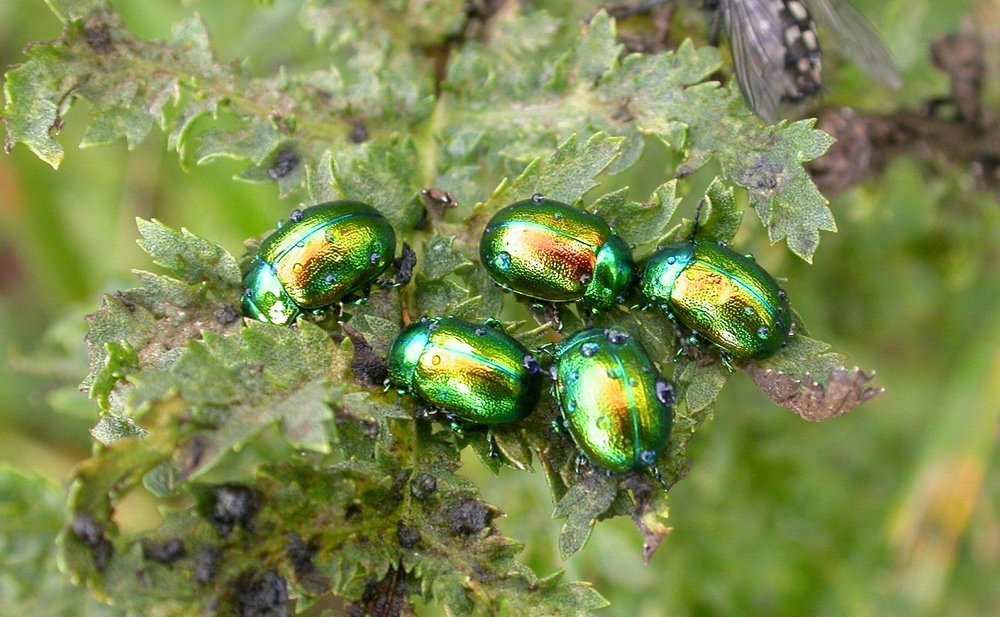  New Networks for Nature: a celebration of wildlife happening this week