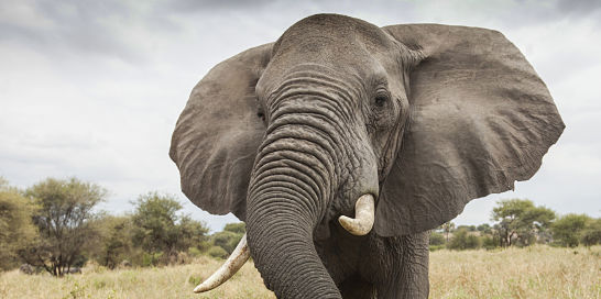 Exposed! Hong Kong to blame for looming extinction of wild elephants