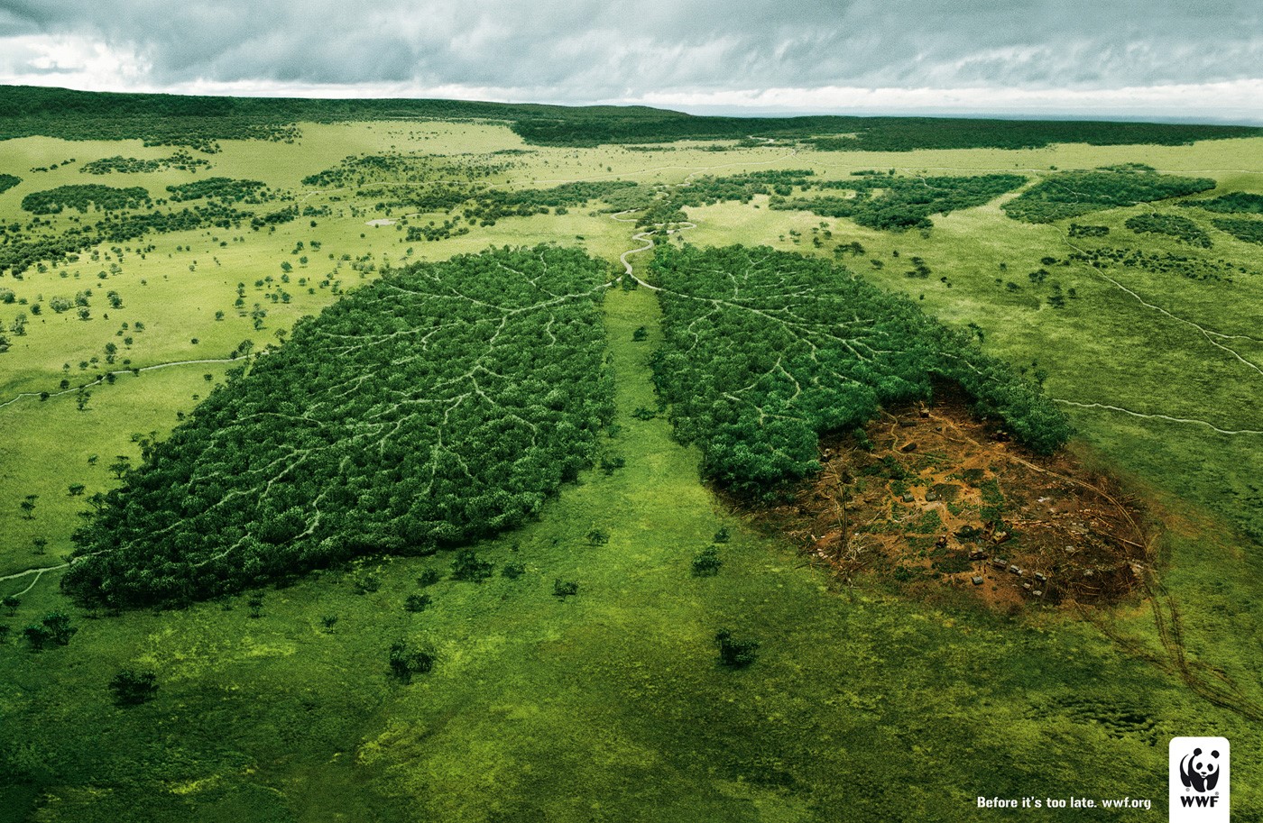 A Trillion Trees To Take On Climate Breakdown!