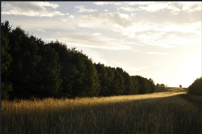 National Tree Strategy - get involved