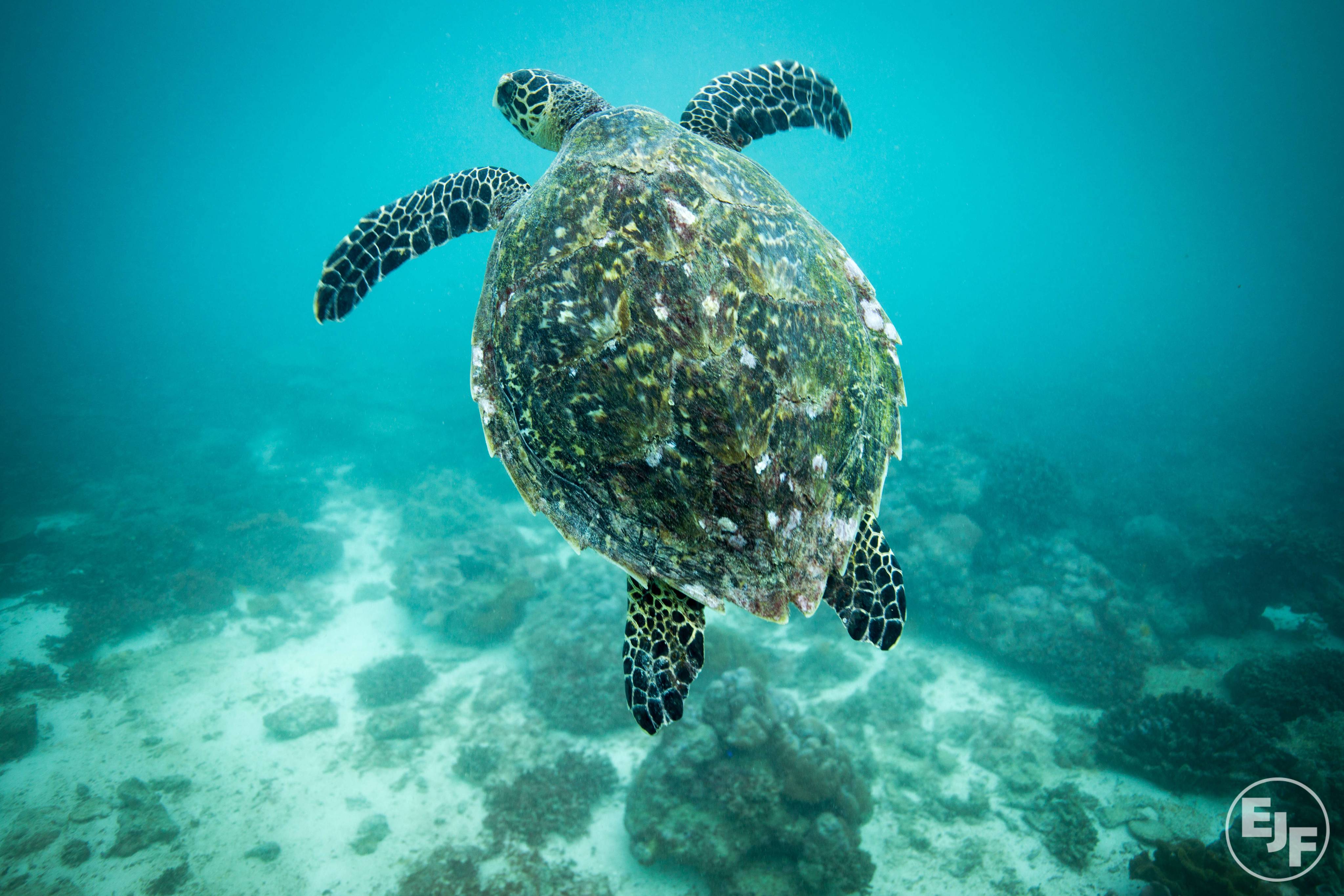 Experts call for oceans to be front and centre at COP26