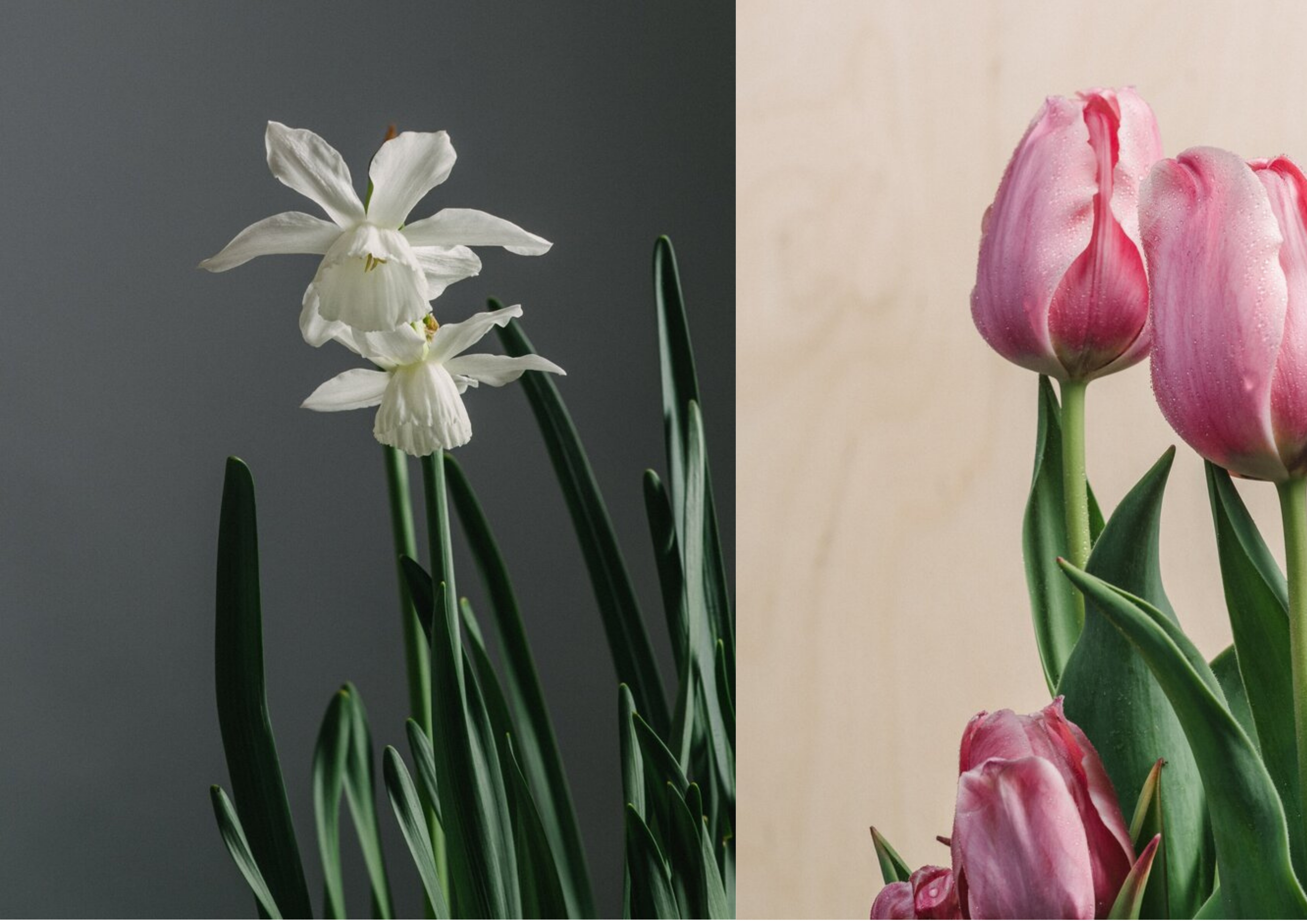 Bulbs for pollinators