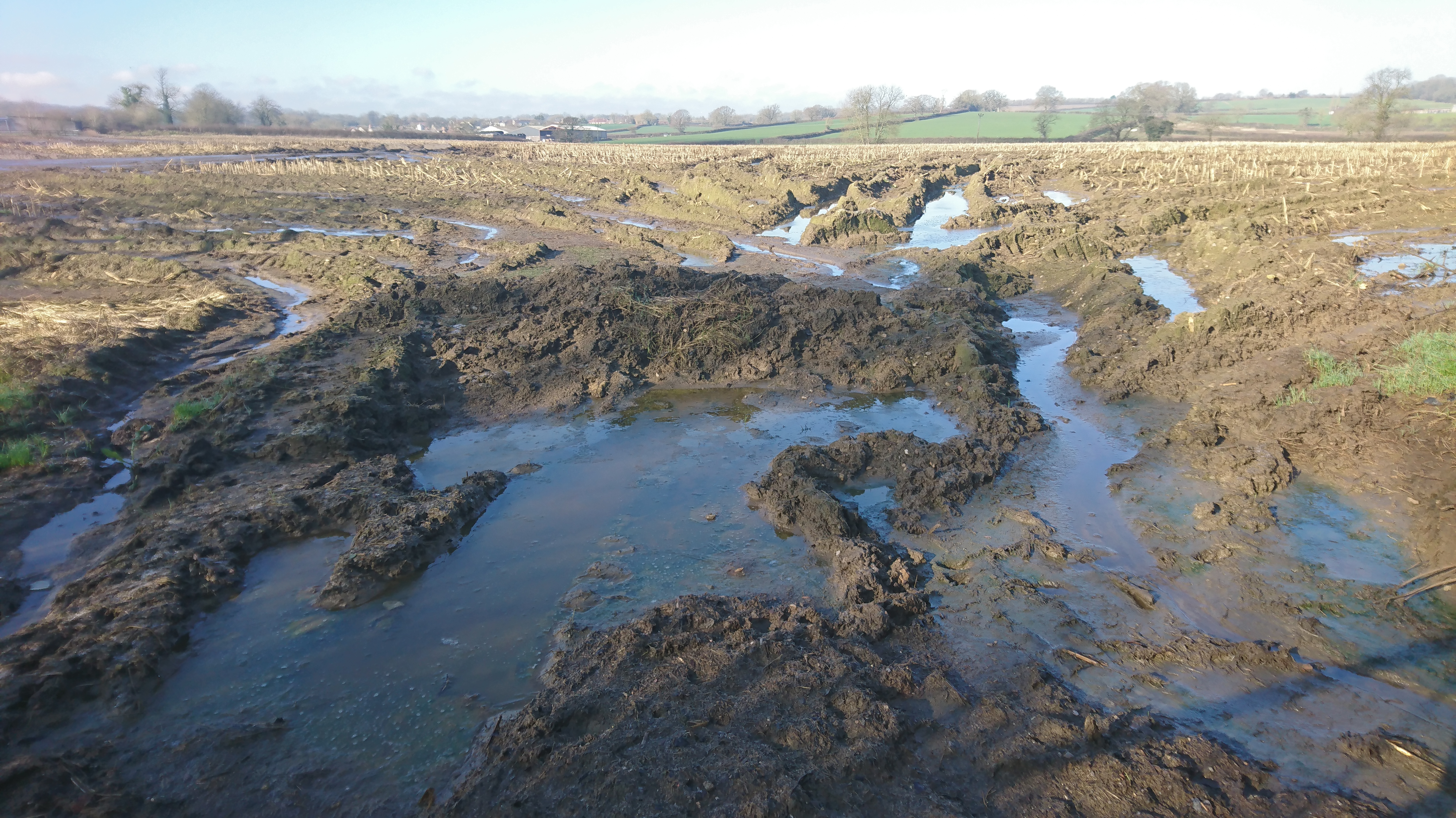 Land damaged by maize-harvesting and winter slurry spreading on bare ground, January 2020