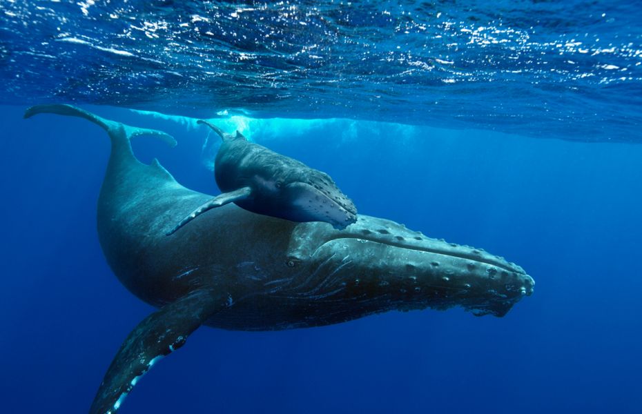 Salmon farming and whales