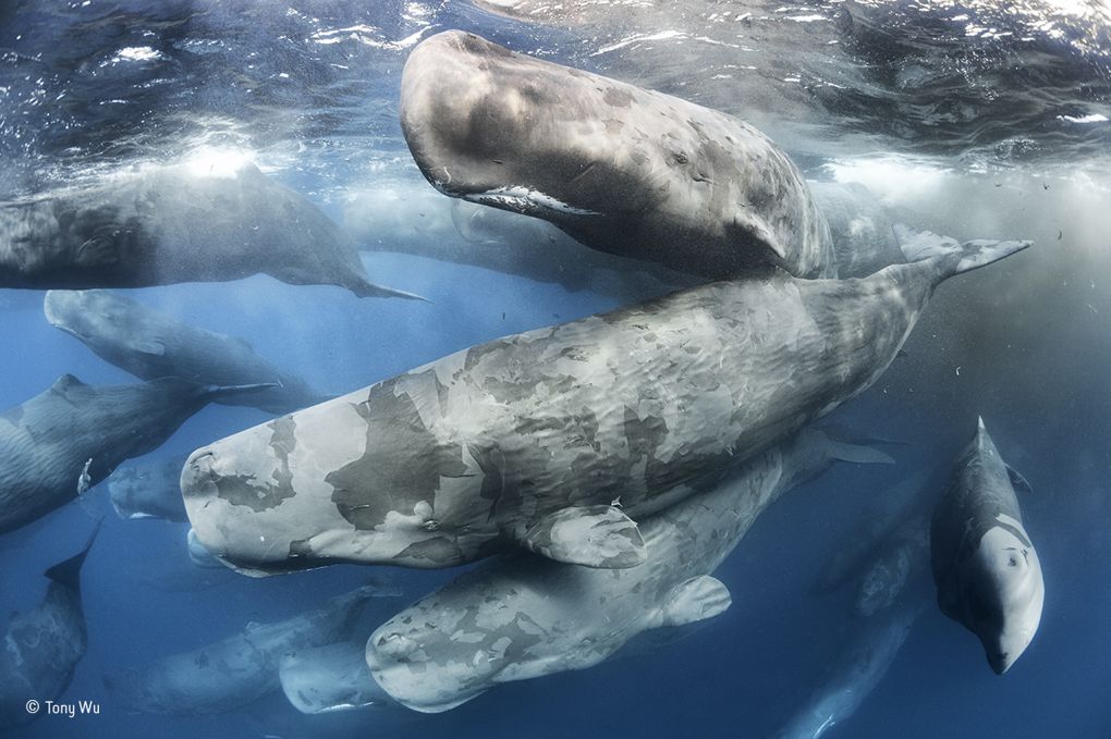 More Whales Less Climate Change