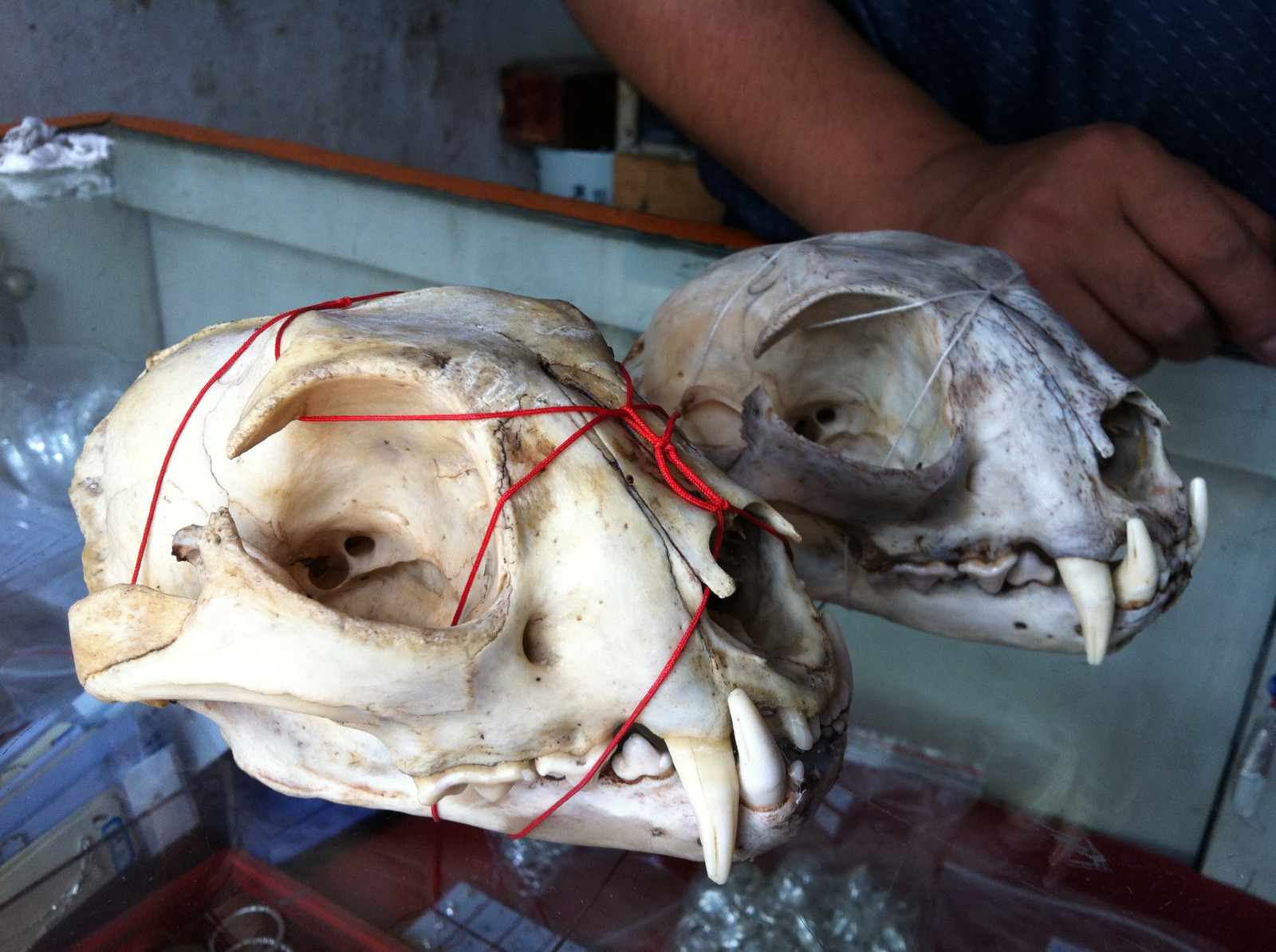 Leopard skulls for sale in China - photo credit EIA