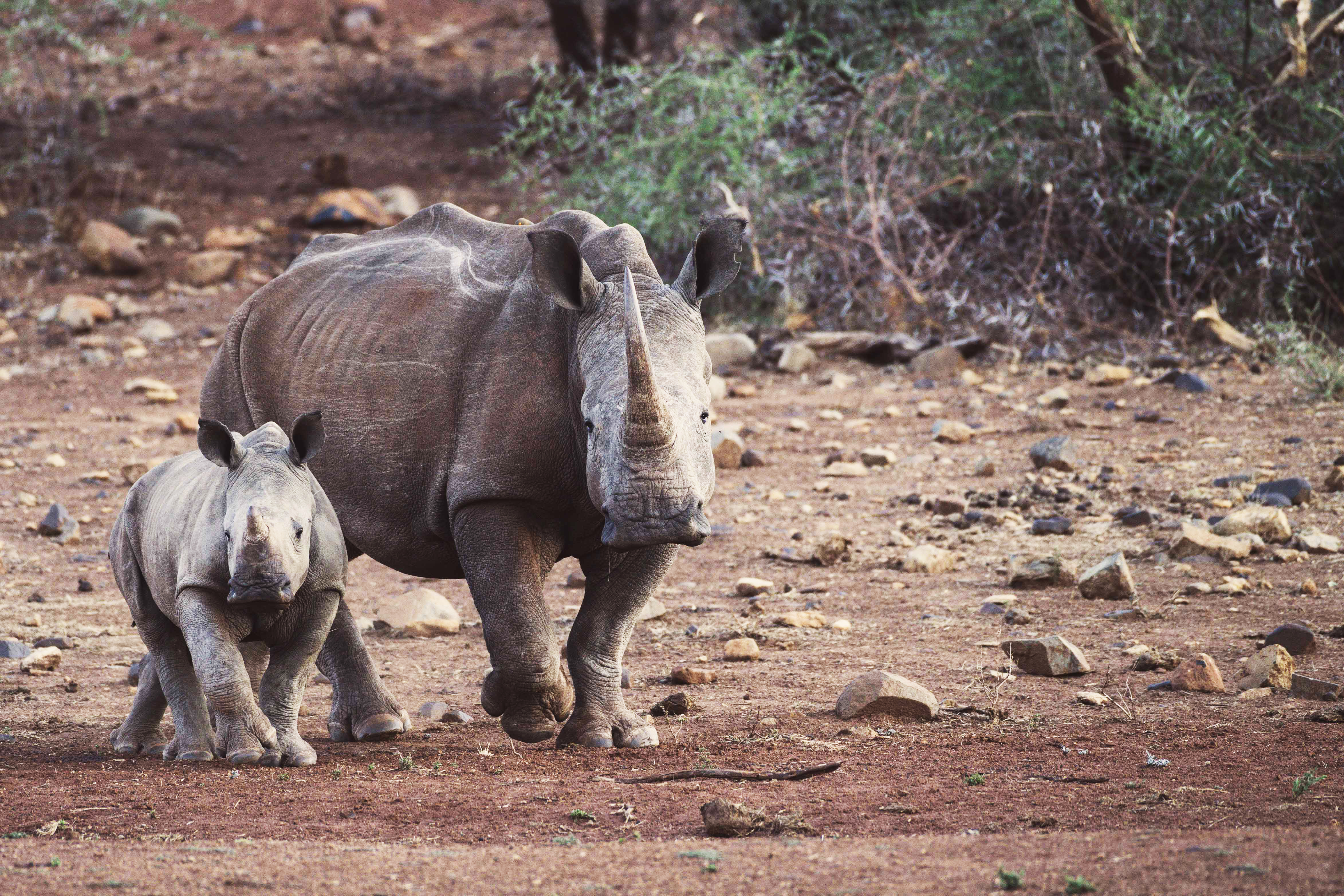 Tech collaboration gives new hope to Africa's rhinos