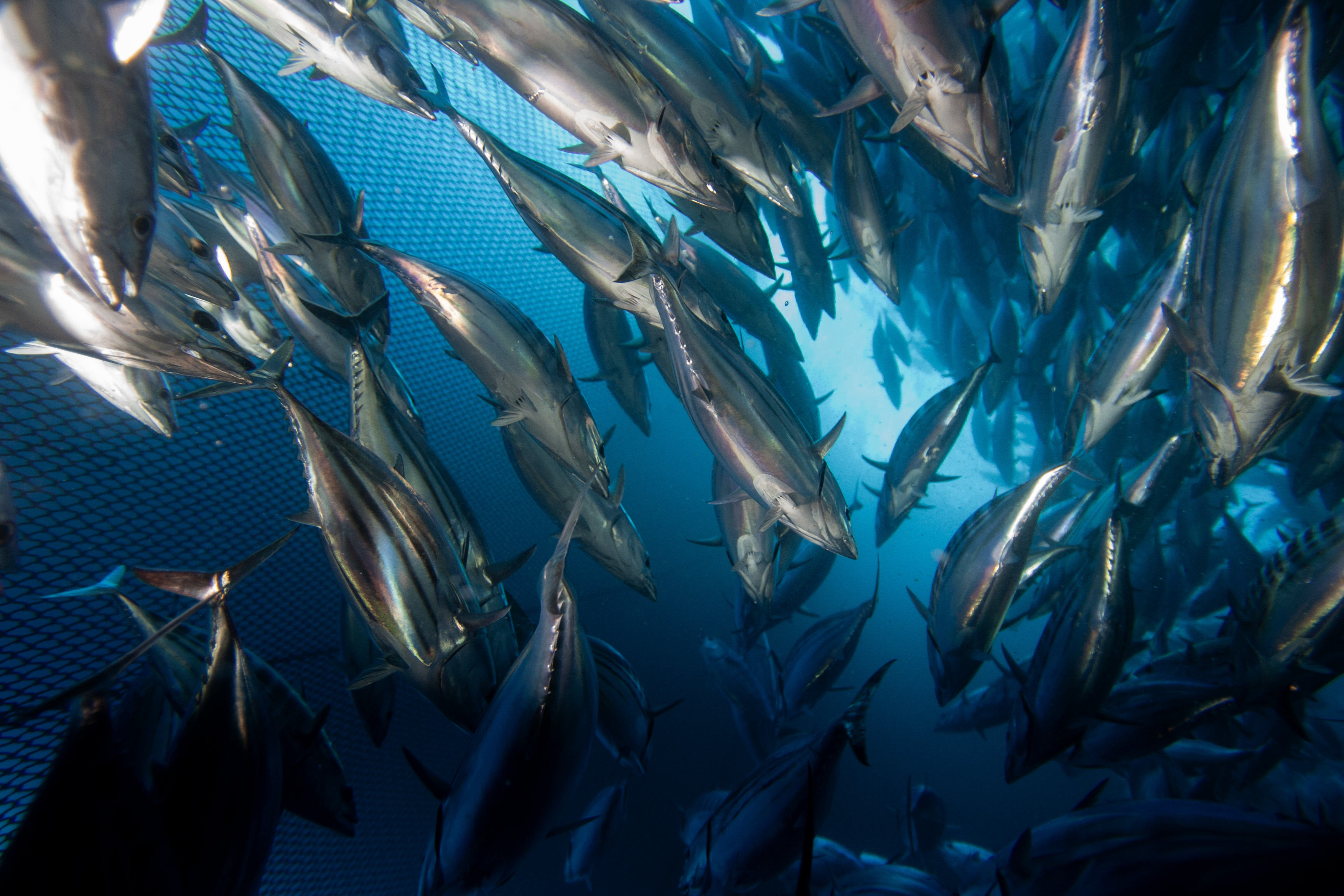 Tales from the deep - Thai Union's dark art of greenwashing