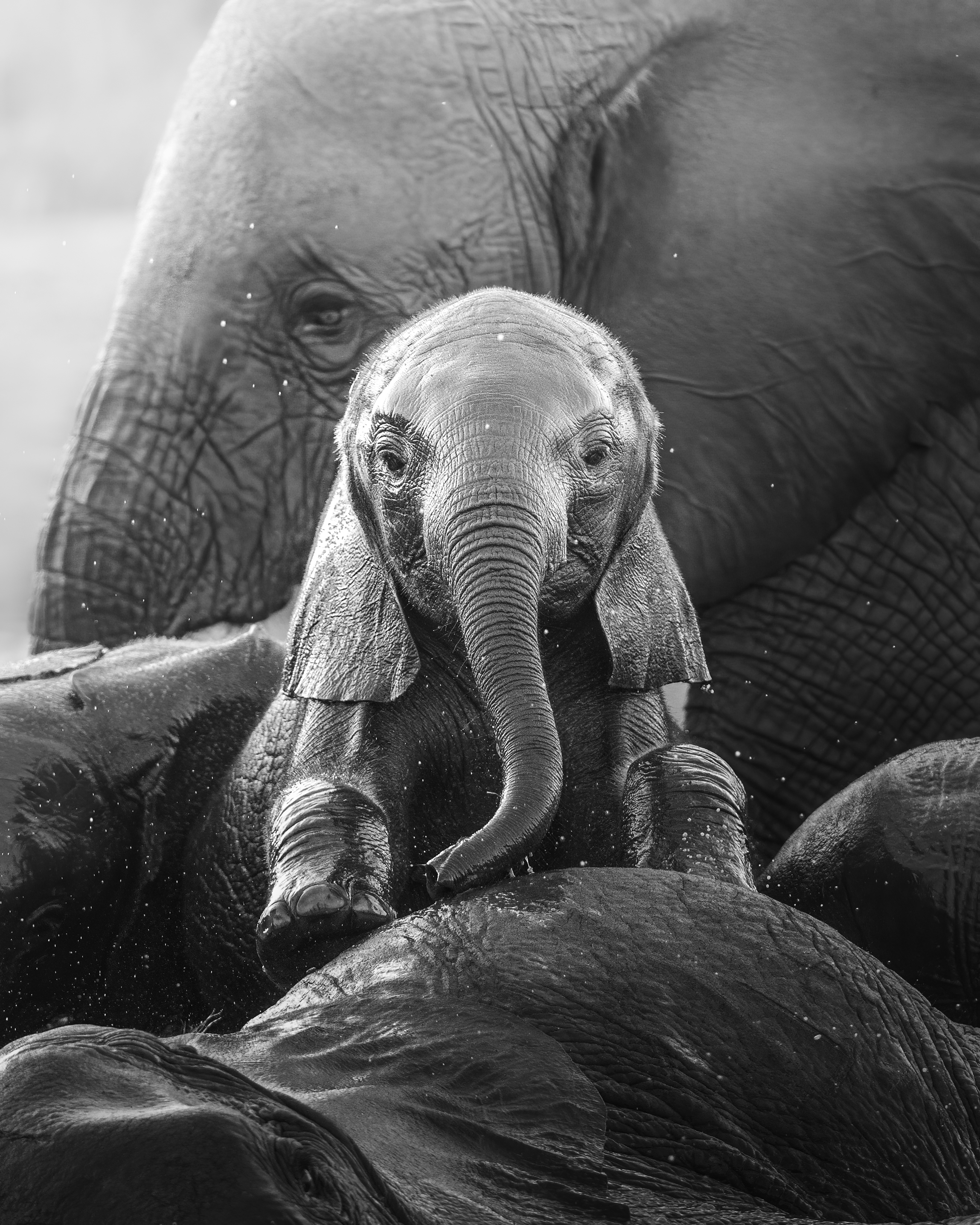 Canadian oil company - ReconAfrica threatens “genocide” of Africa’s last elephants 