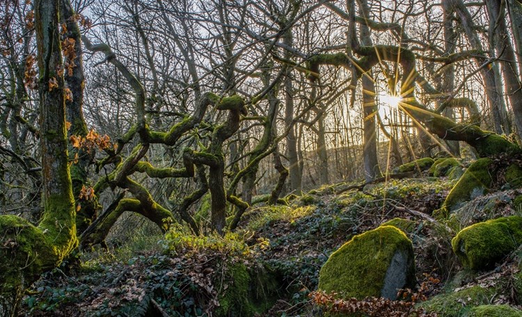 What is ancient woodland?