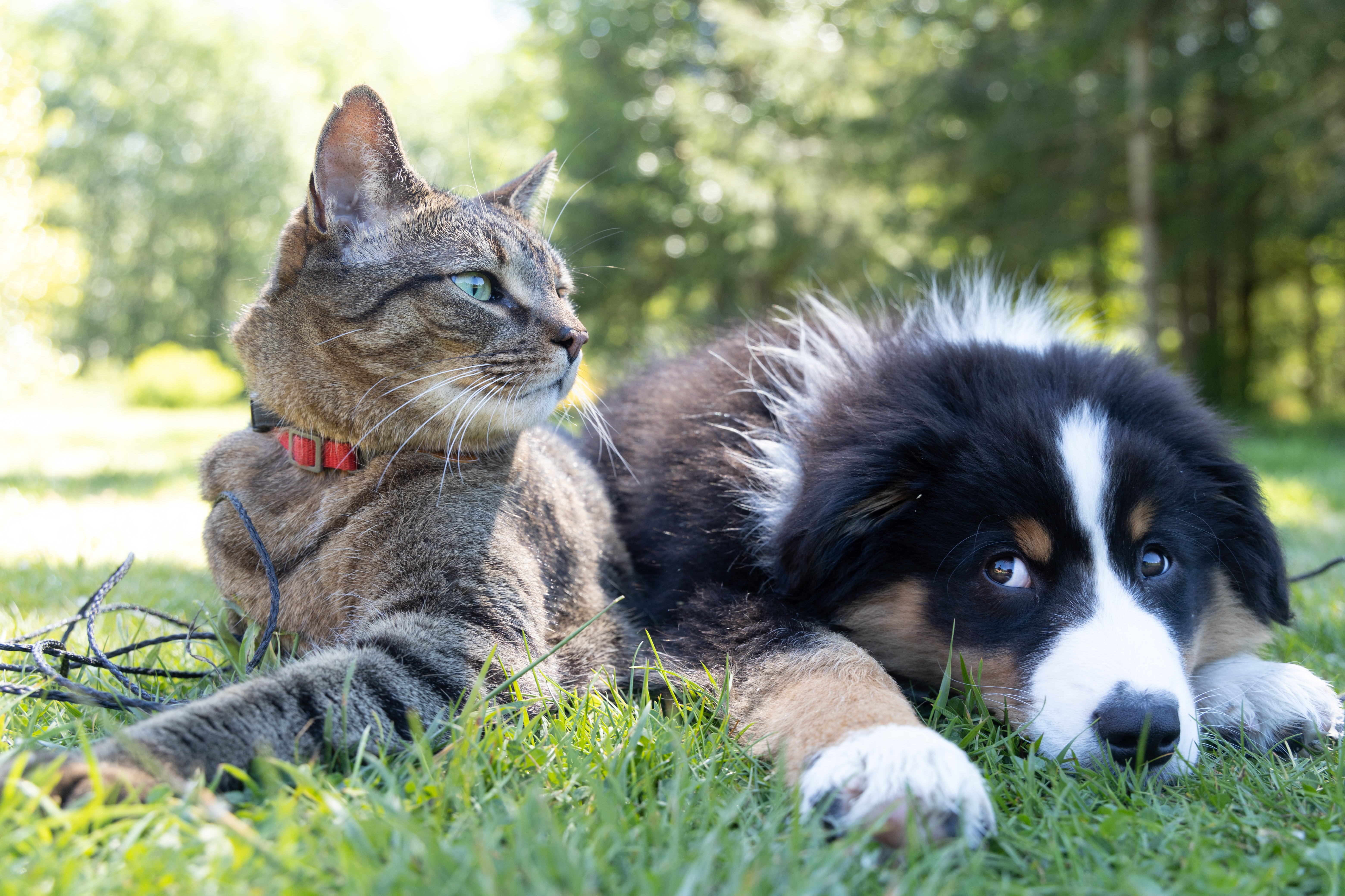 Dogs vs cats - which one is more eco-friendly?