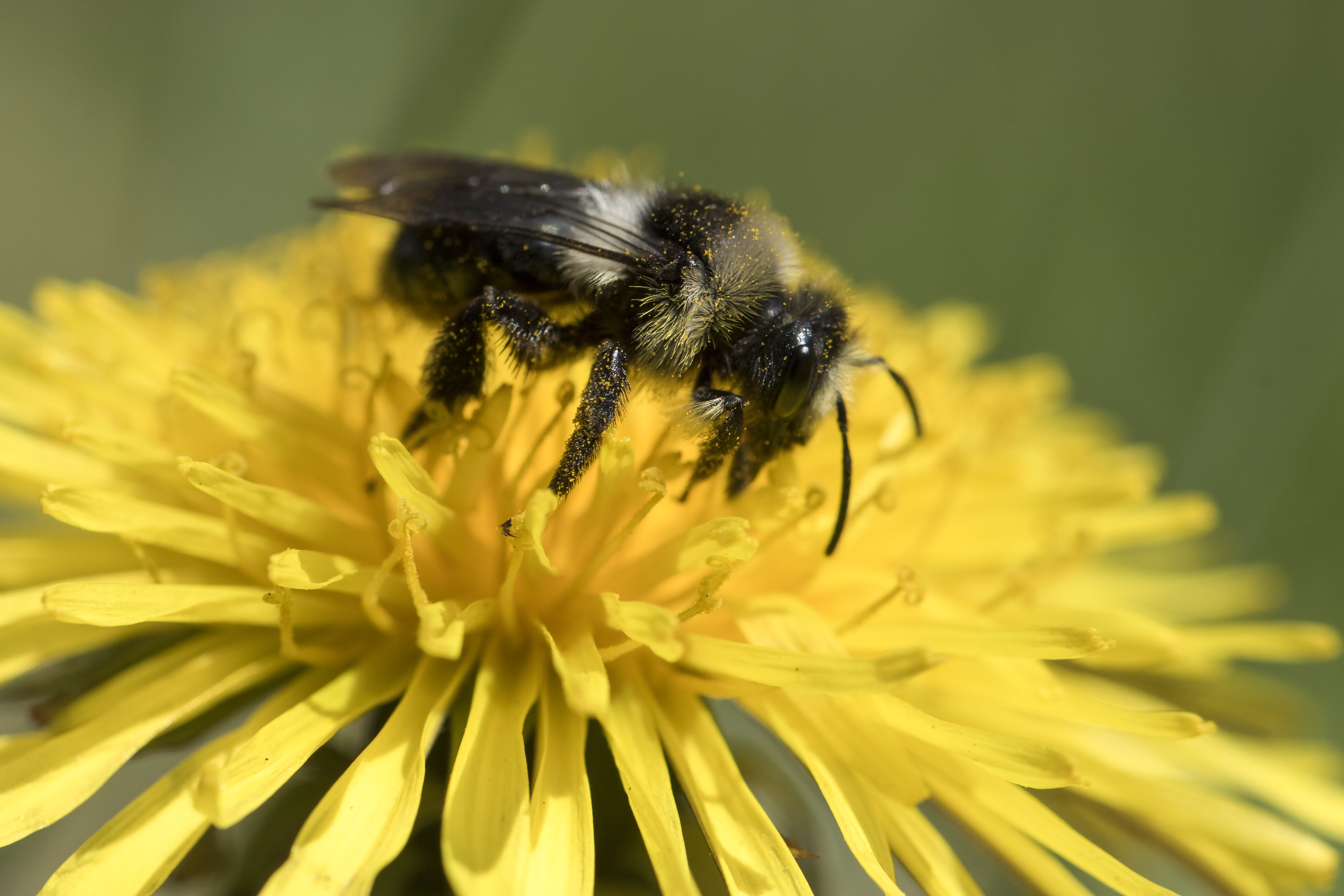 Government slammed for poisoning bees