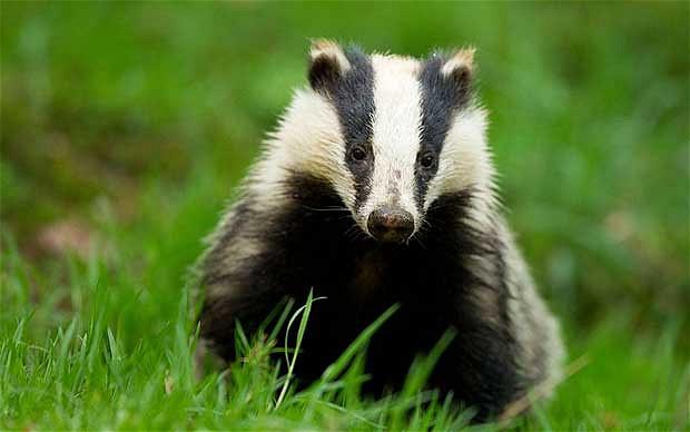 Badger apocalypse hell – part 2