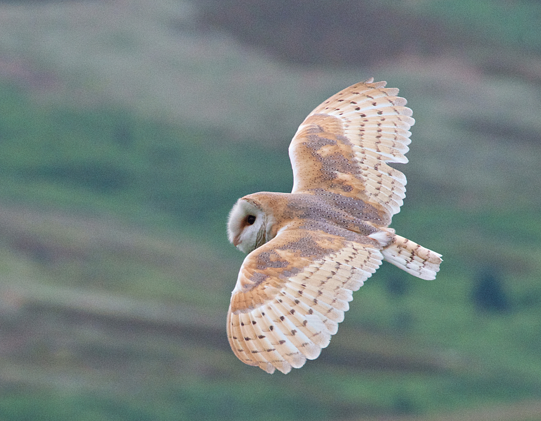 Call to help to create a vast new nature reserve in the UK