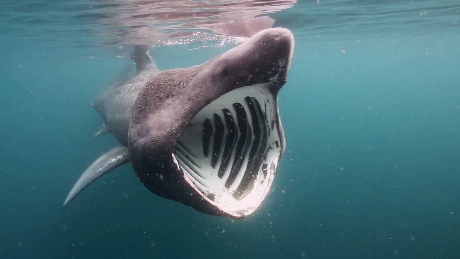 Basking shark filmed jumping as high and as fast as a great white