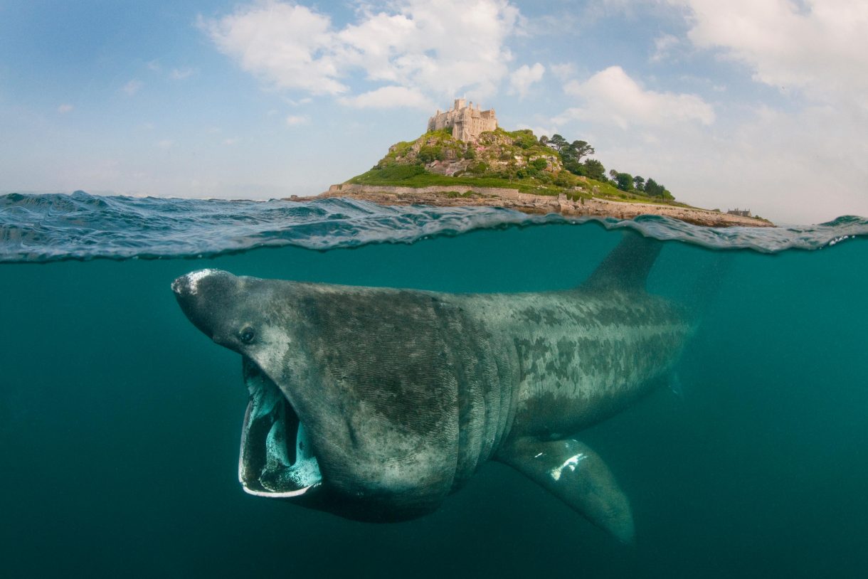 Can you help Scotland step up to protect its giant sharks?