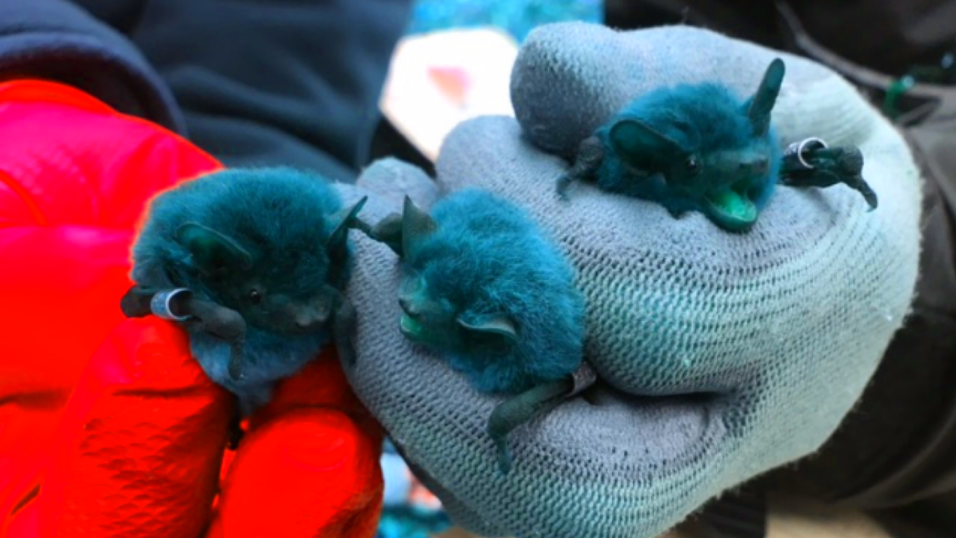 'Olympian’ bat takes the medal for long distance migration 