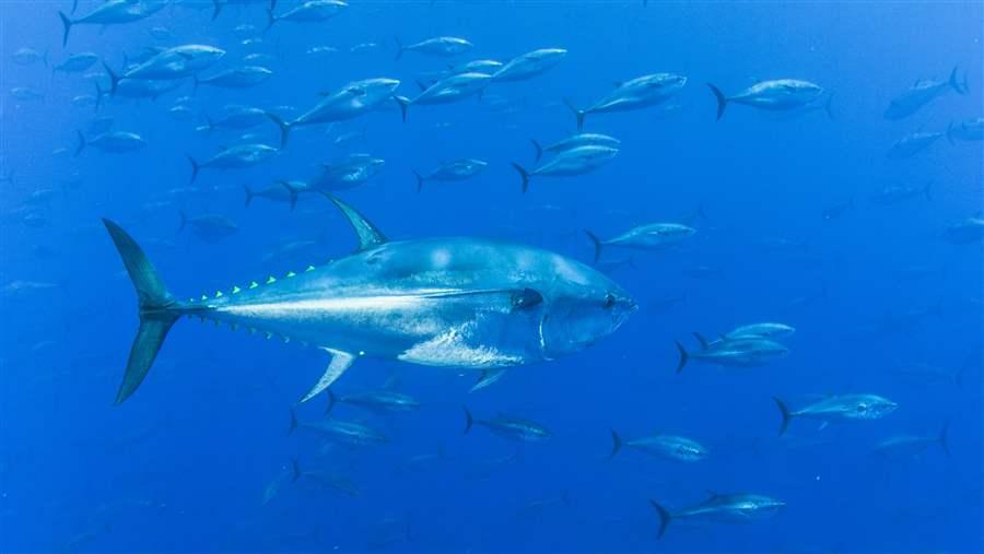 The Brutal Killing of Bluefin Tuna Exposed