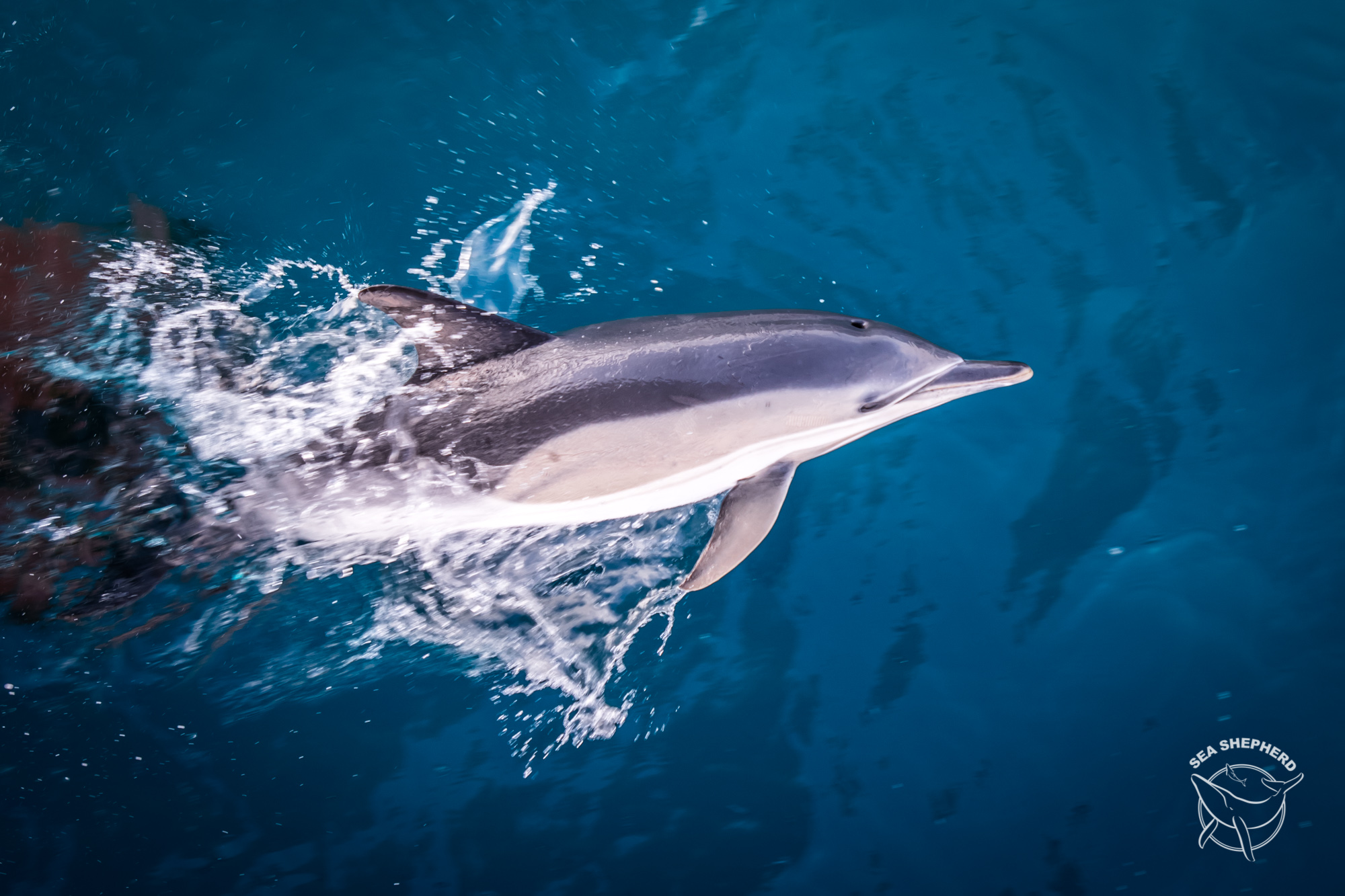 France slammed for dolphin deaths