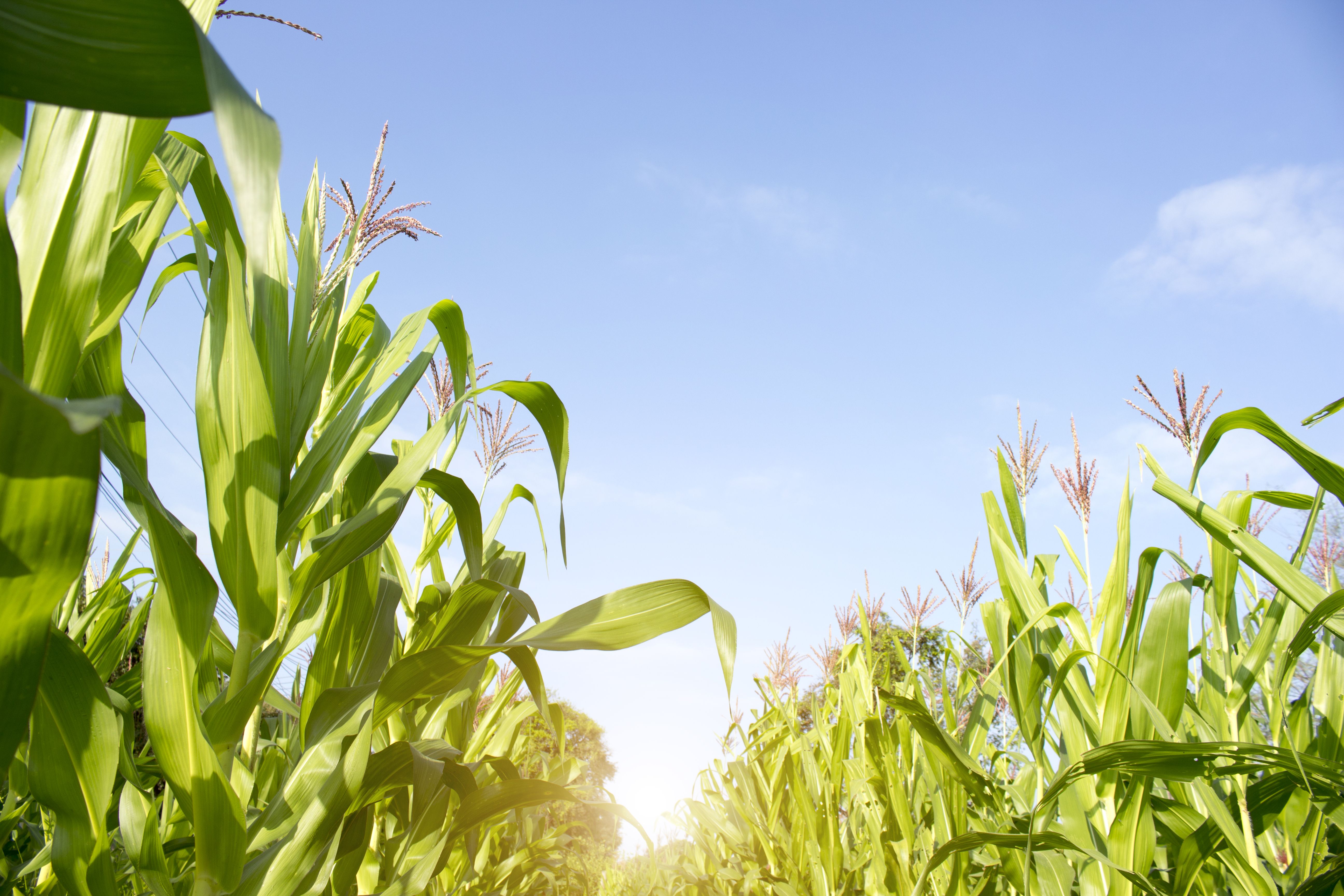 Droughts and Agriculture in the USA