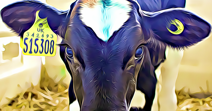 Scary Dairy - dairy industry exposé: death, cages and downers