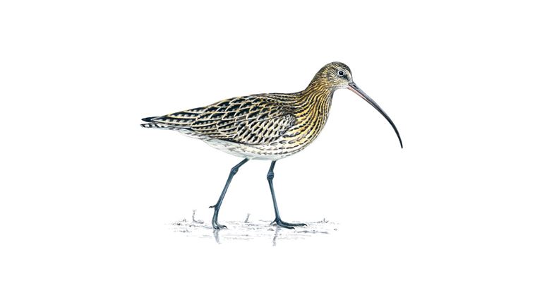 CURLEW II