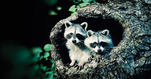 Won't Get Bio-Fooled Again