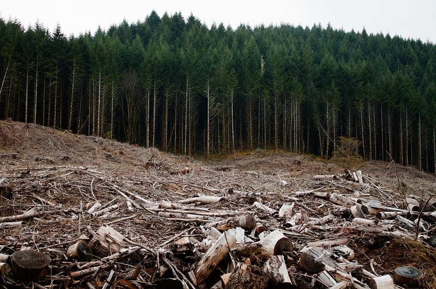 BUSTED! Austrian Company Exposed Offering Bonuses for Illegal Romanian Timber