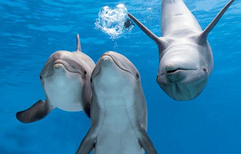Could we speak the language of dolphins?