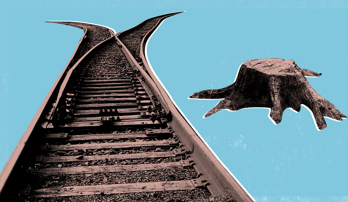 HS2: activists race to stop high speed deforestation