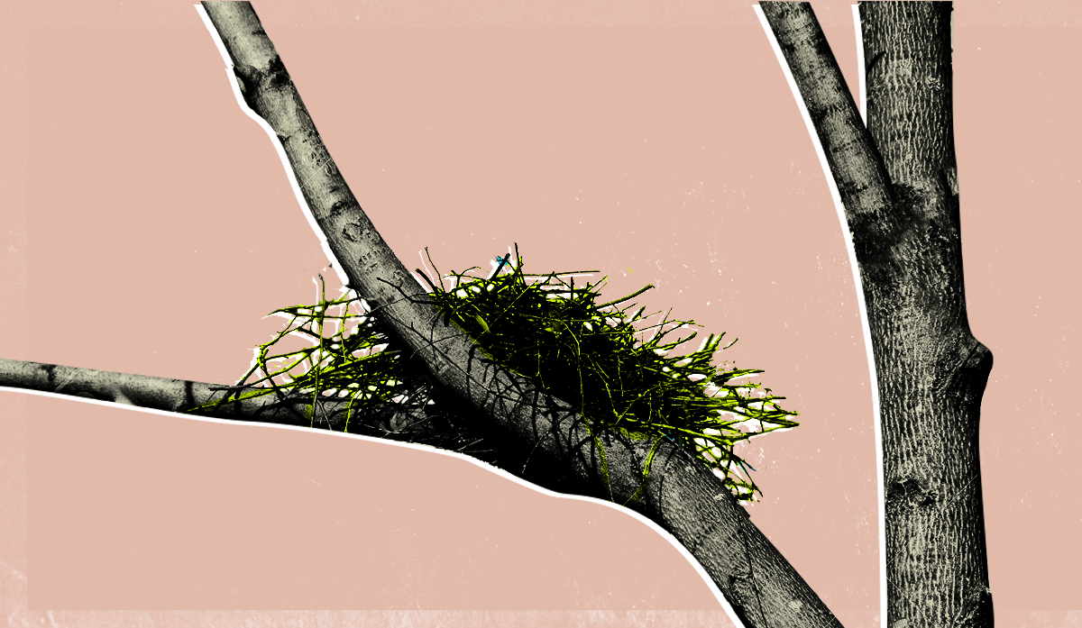 HS2 Ltd caught using pest controllers to scare birds from nesting