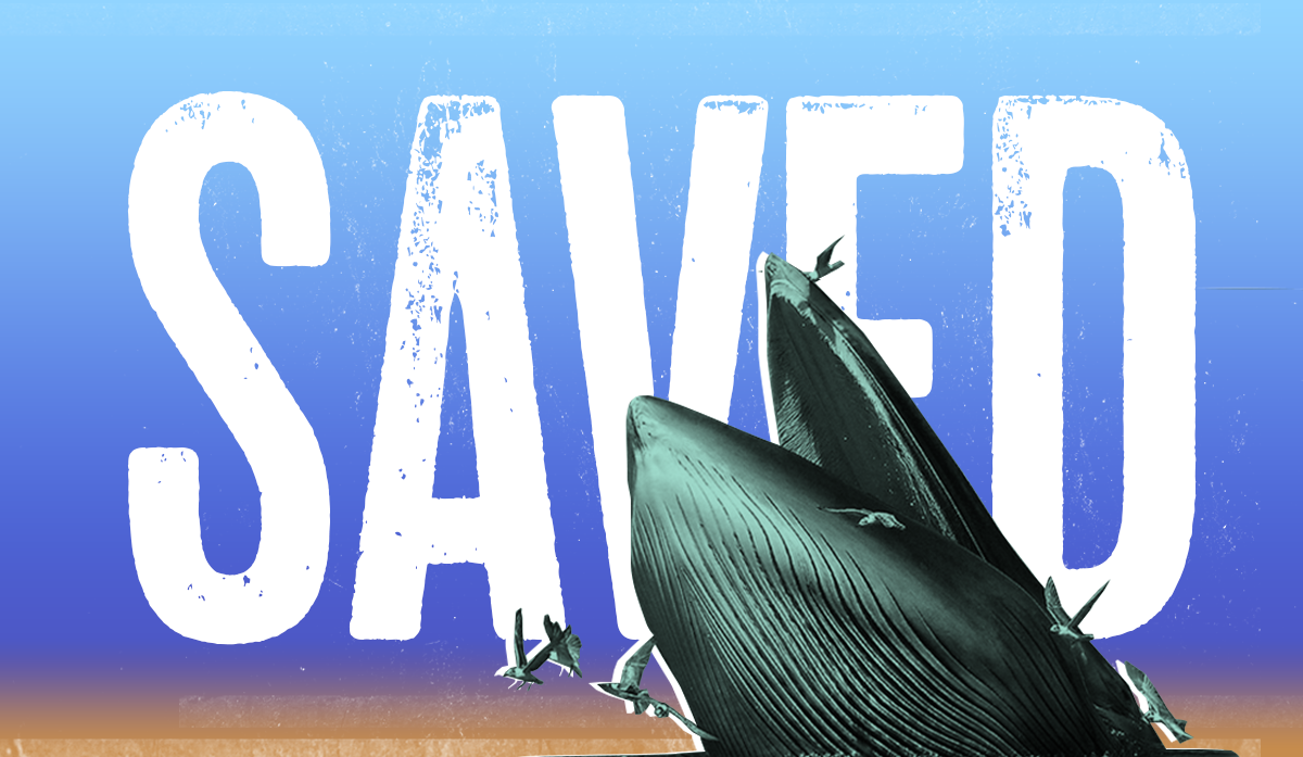 Whales safe again in Icelandic waters