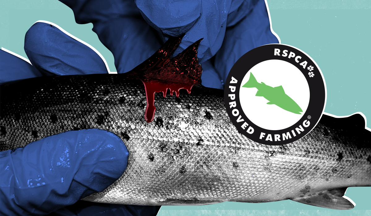 How salmon shoppers are being misled by certification bodies and supermarkets