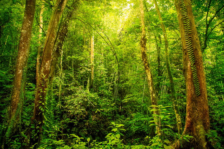 Rainforest in Ecuador threatened by mining