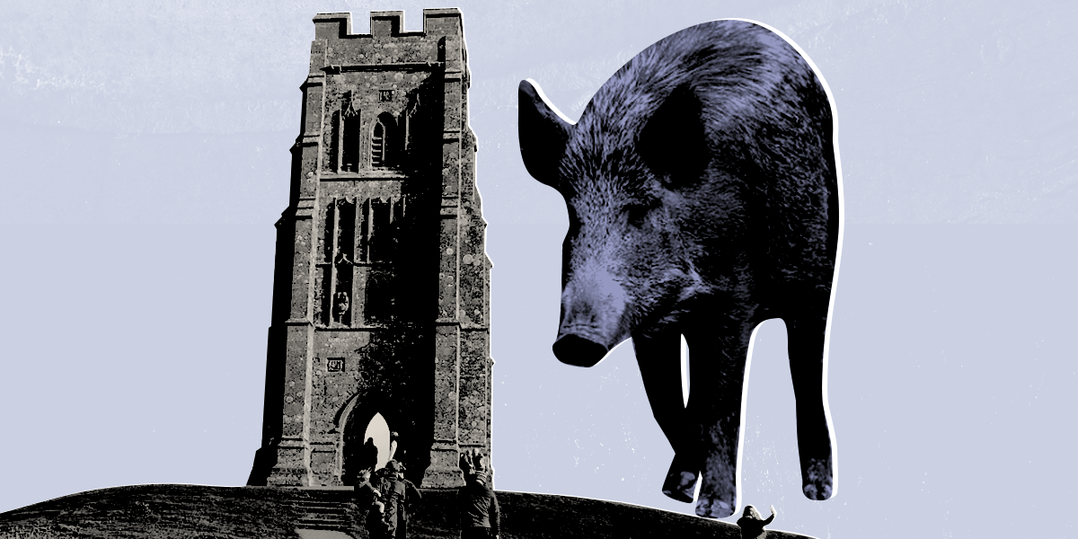 Animal lovers, ecologists and celebs support wild boars in Somerset