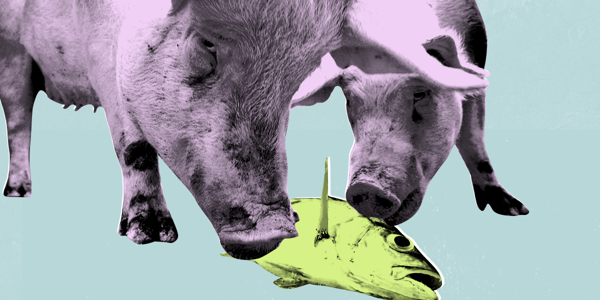 Are pigs on factory farms REALLY eating more fish than sharks? New report out on deviant industry