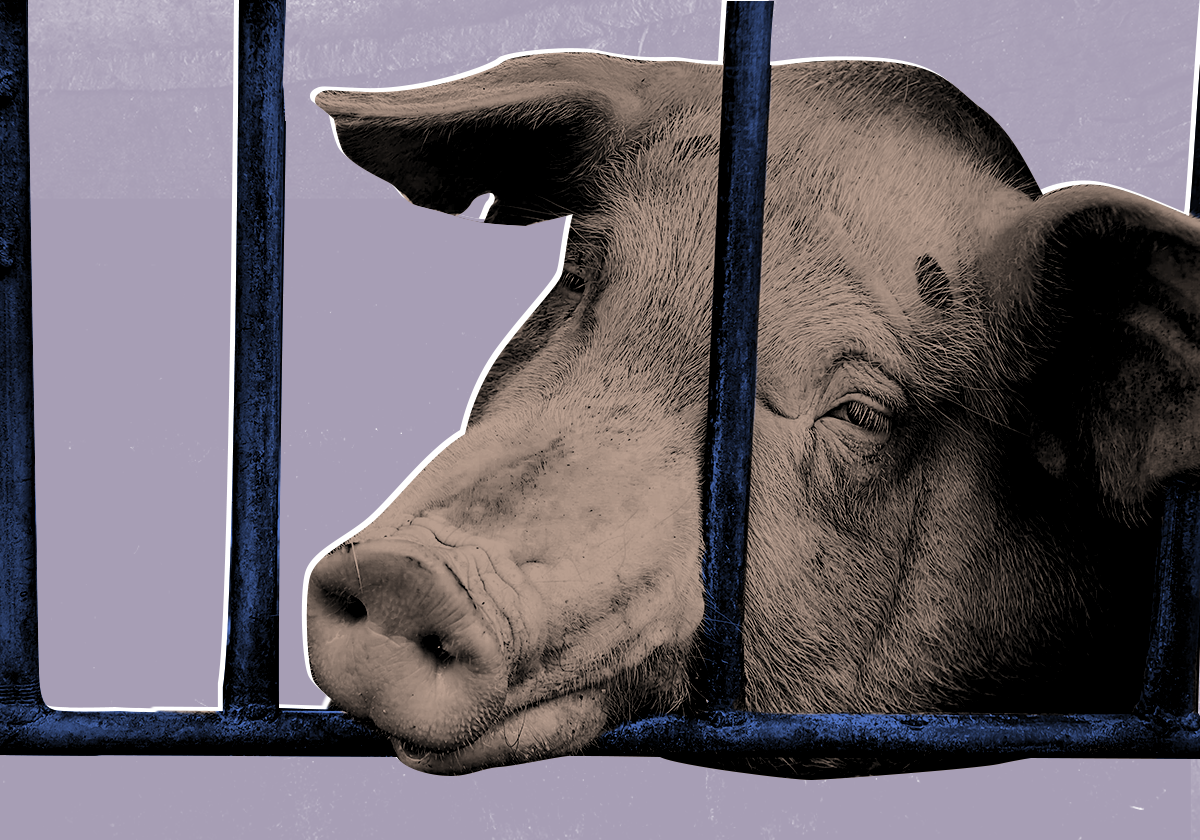 Systemic sex abuse discovered on UK factory farms