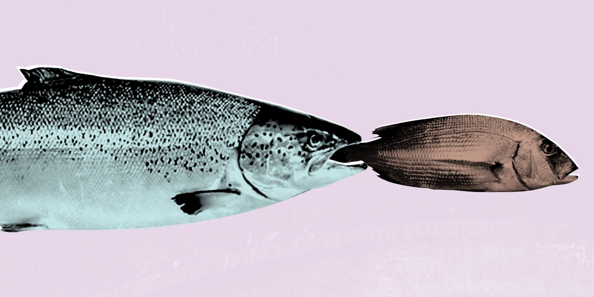 Blue Empire: the Norwegian salmon industry consumes 2.5% of all wild fish caught globally