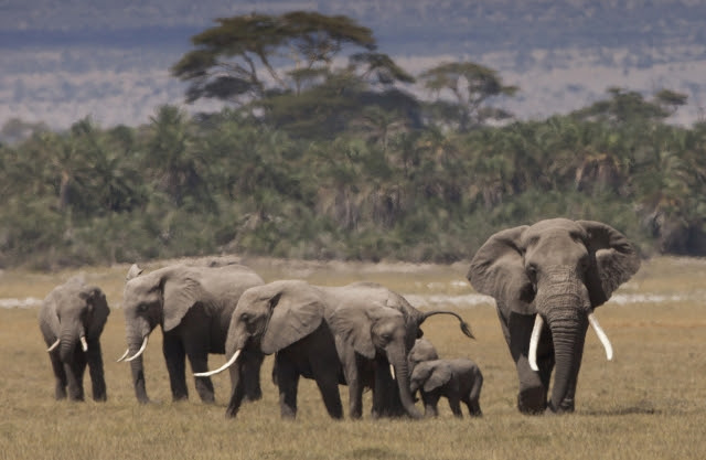 Great News for Elephants!