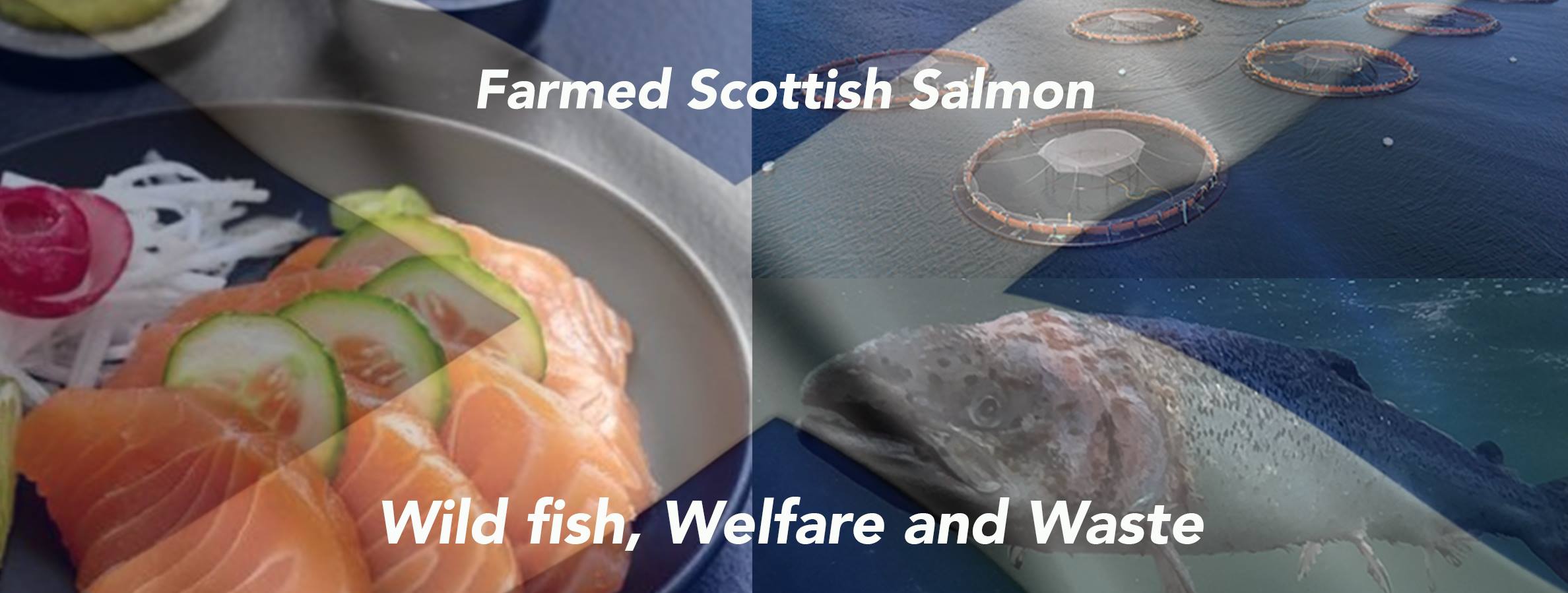 Scottish salmon - the true costs
