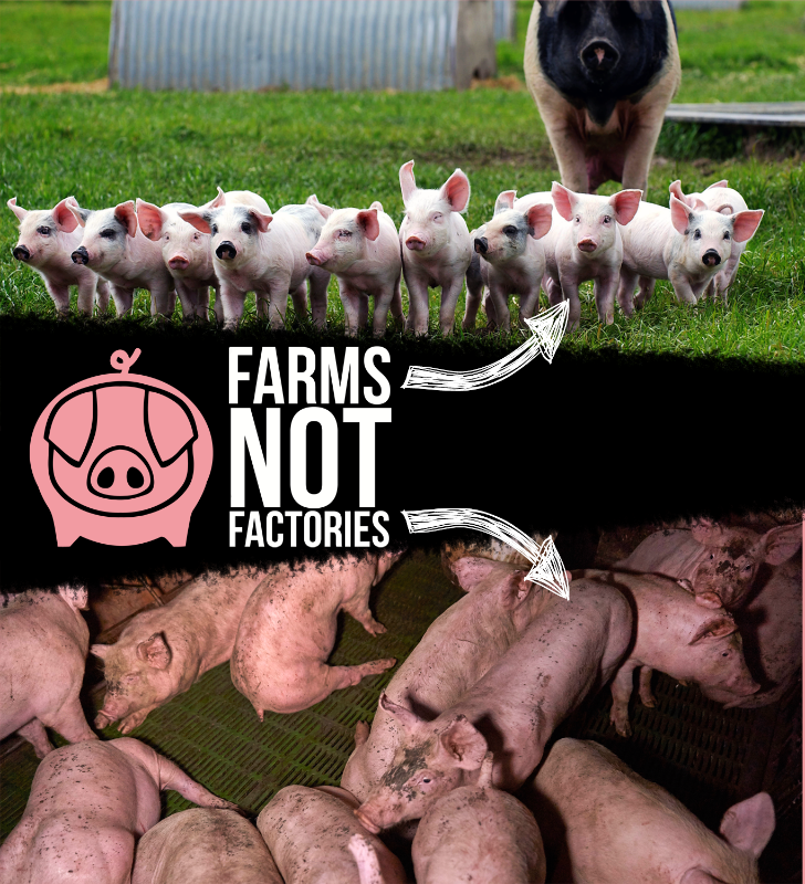 Join the Pig Revolution and help close factory farms - for good!