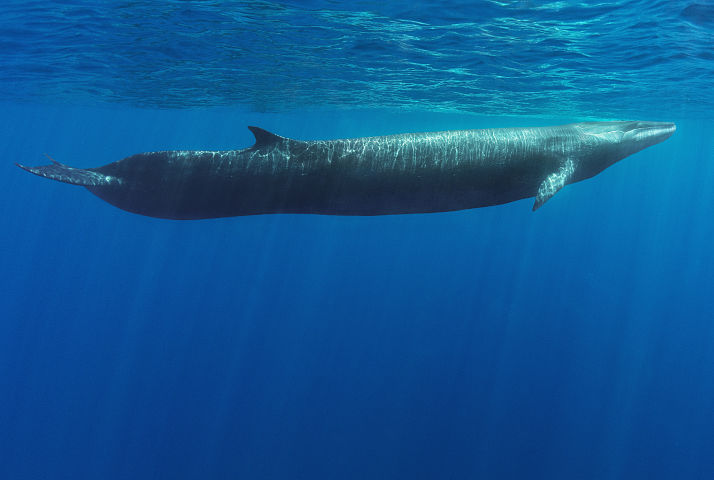Iceland Slaughters Endangered Fin Whale
