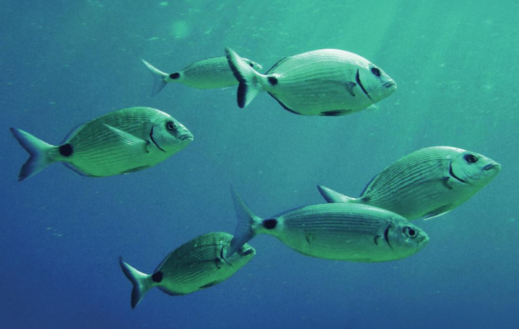 Putting fish welfare at the heart of EU Aquaculture