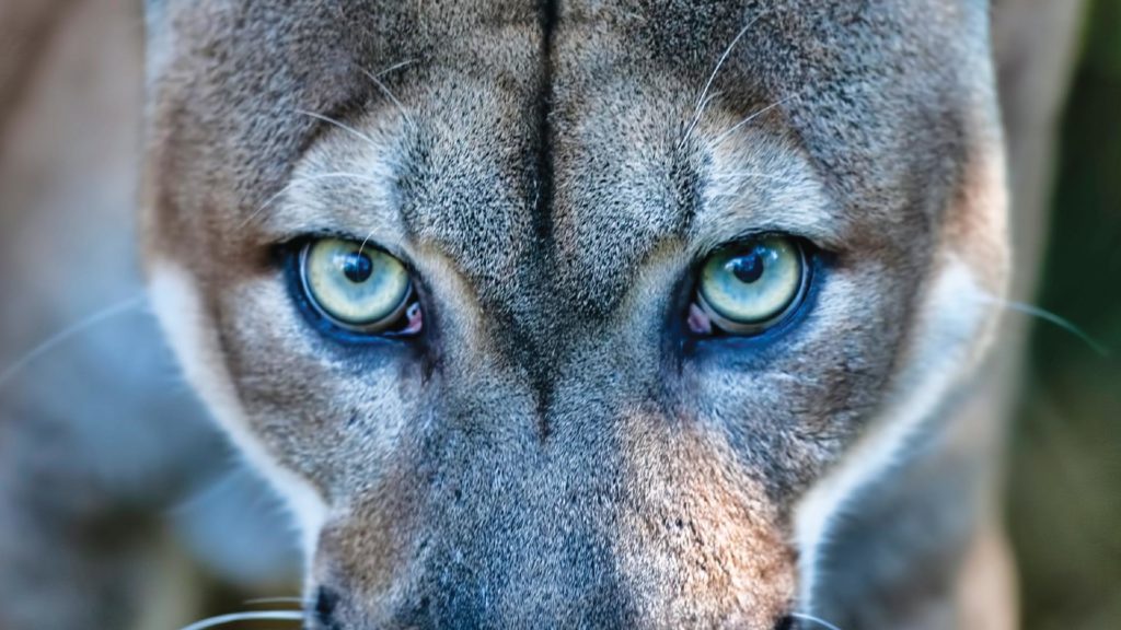 Living with The Florida Panther