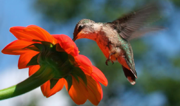 Nature. Beauty. Gratitude. 