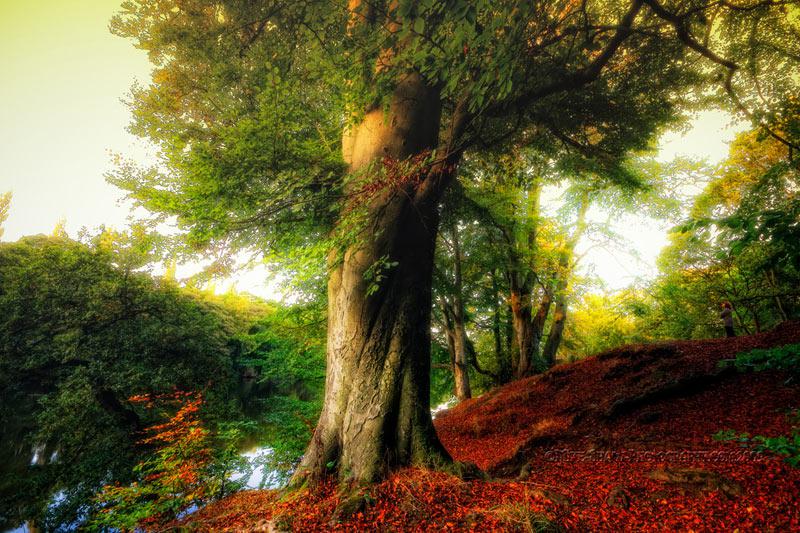 Plant a tree for Christmas