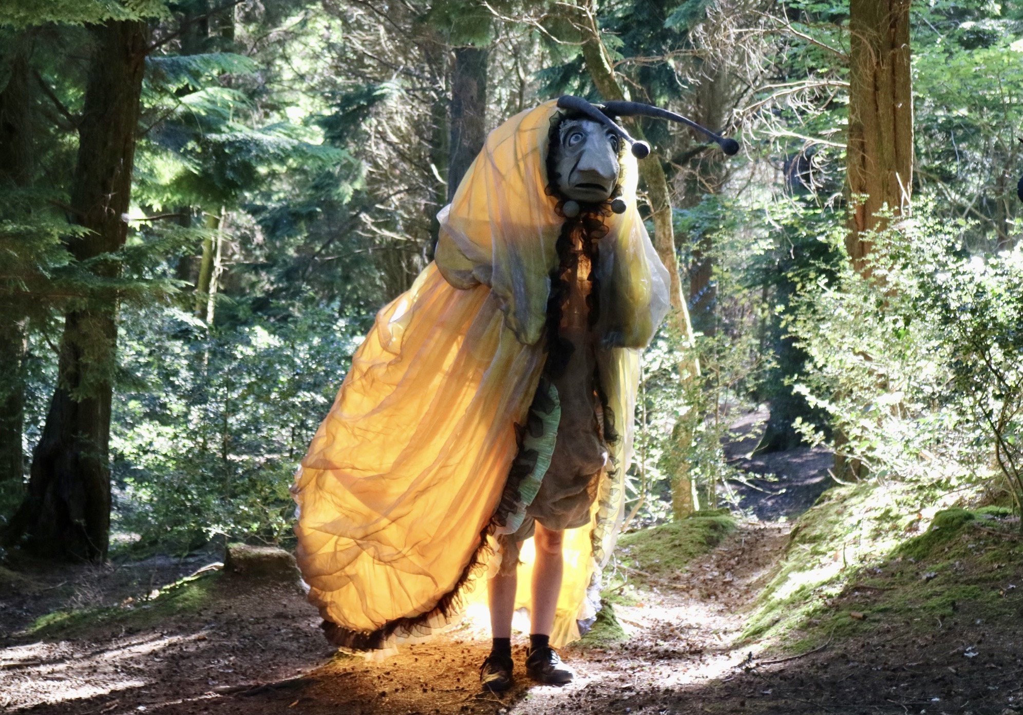 Petition to restore ancient woodlands, backed by Dame Judi Dench, reaches 100,000 signatures