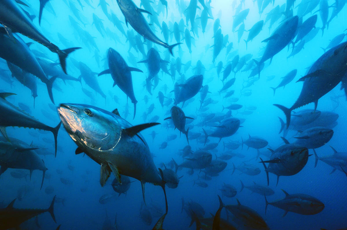 How to Save the Oceans